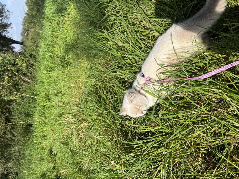 Mooie witte Britse korthaar met blauwe ogen - afbeelding 7