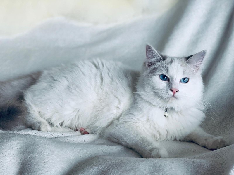 Ragdoll kittens