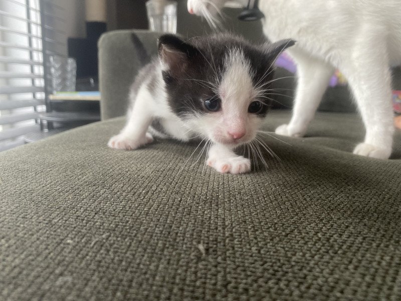 Lieve kittens zoeken nieuw baasje