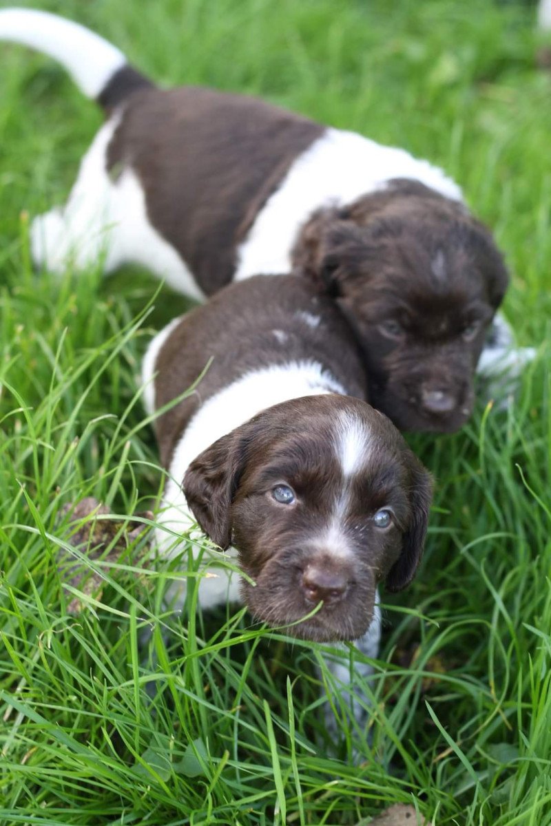 Kleine Münsterlanders/ heidewachtels pups