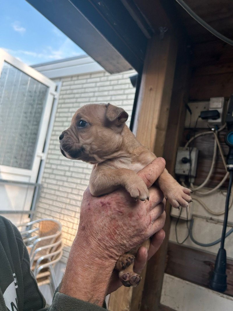 American bully pocket puppy met stamboom