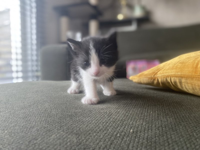 Lieve kittens zoeken nieuw baasje