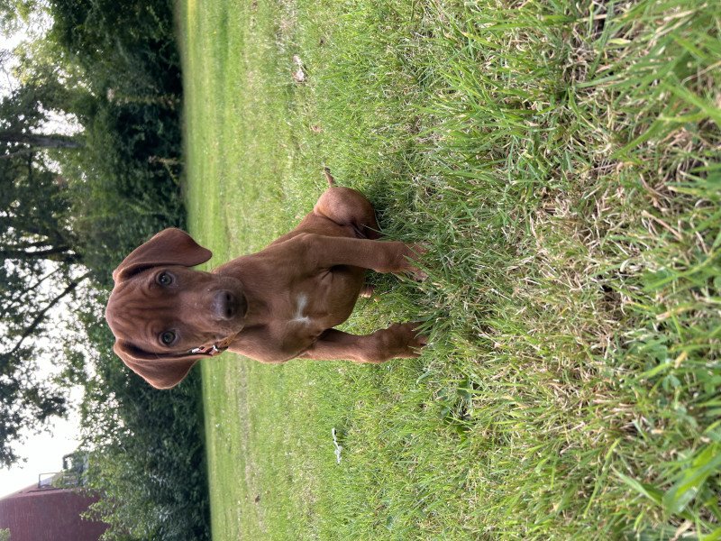 Rodesian Ridgeback