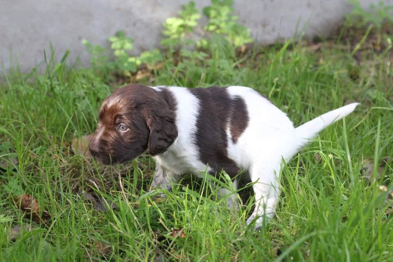 Kleine Münsterlanders/ heidewachtels pups