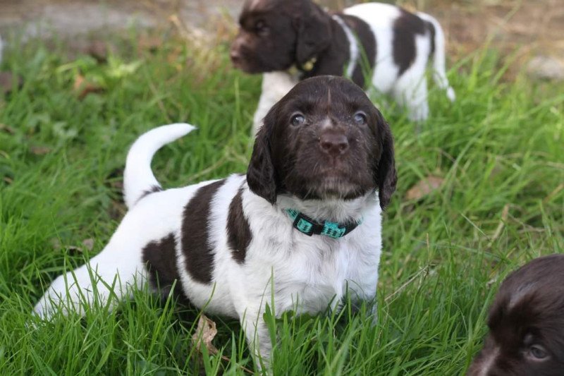 Kleine Münsterlanders/ heidewachtels pups