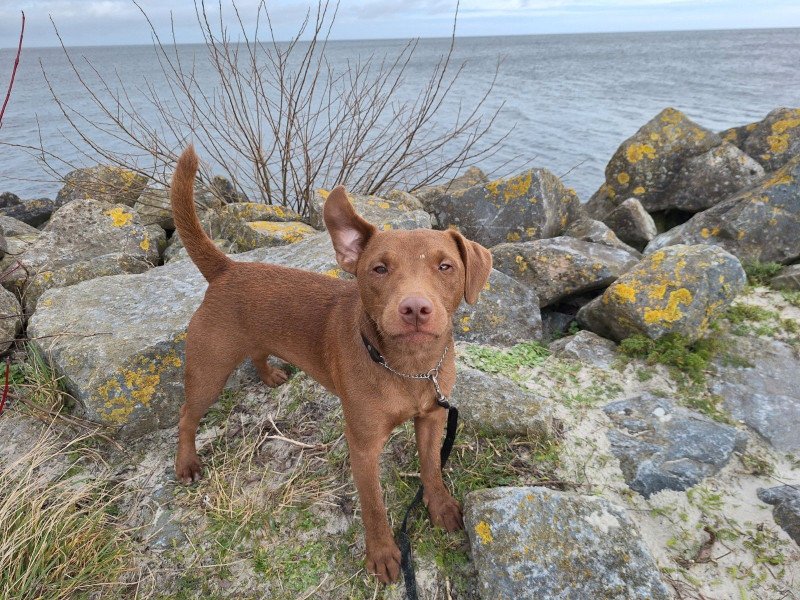 Lieve Patterdele terrier die aan het werk wil