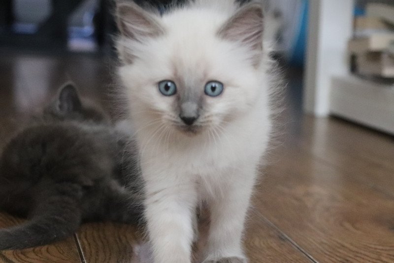 Ragdoll kittens 2 katertjes 1 poesje