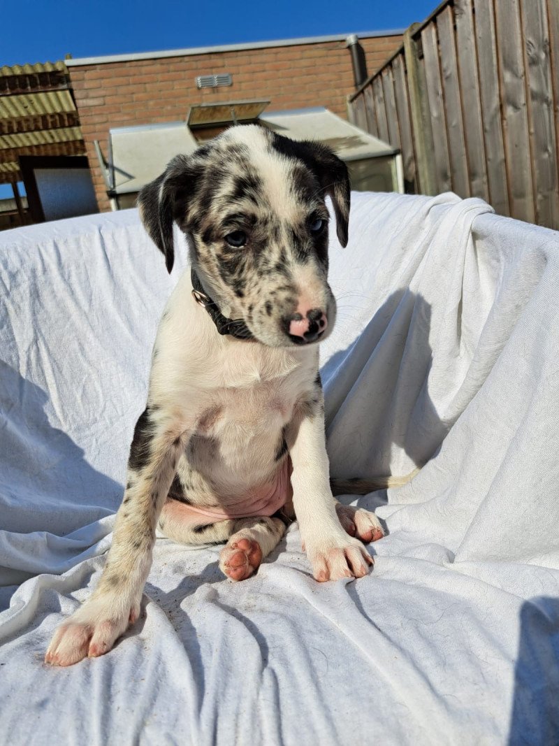 Border collie kruising windhond