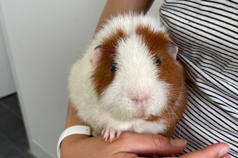 Compleet set met 2 schattige cavia's + hok (Rex, 11mnd oud)