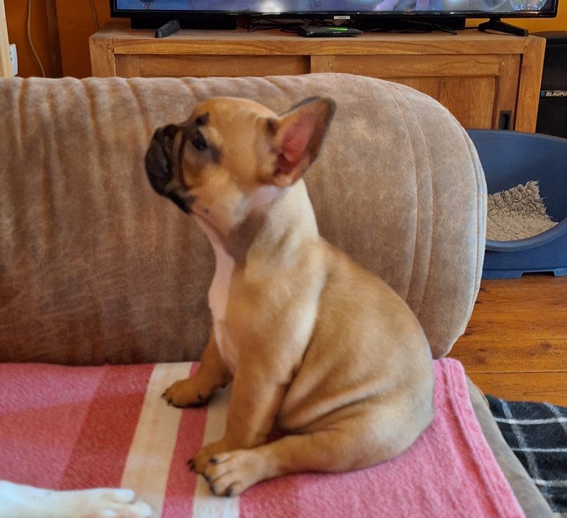 Franse bulldog pups raszuiver FCI (wachtlijst)