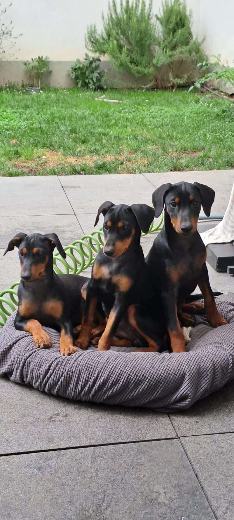 prachtige Duitse Pinscher puppies