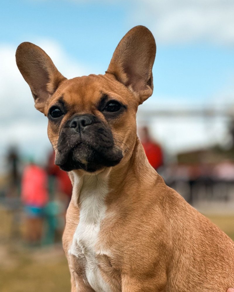 Franse bulldog pups raszuiver FCI (wachtlijst)