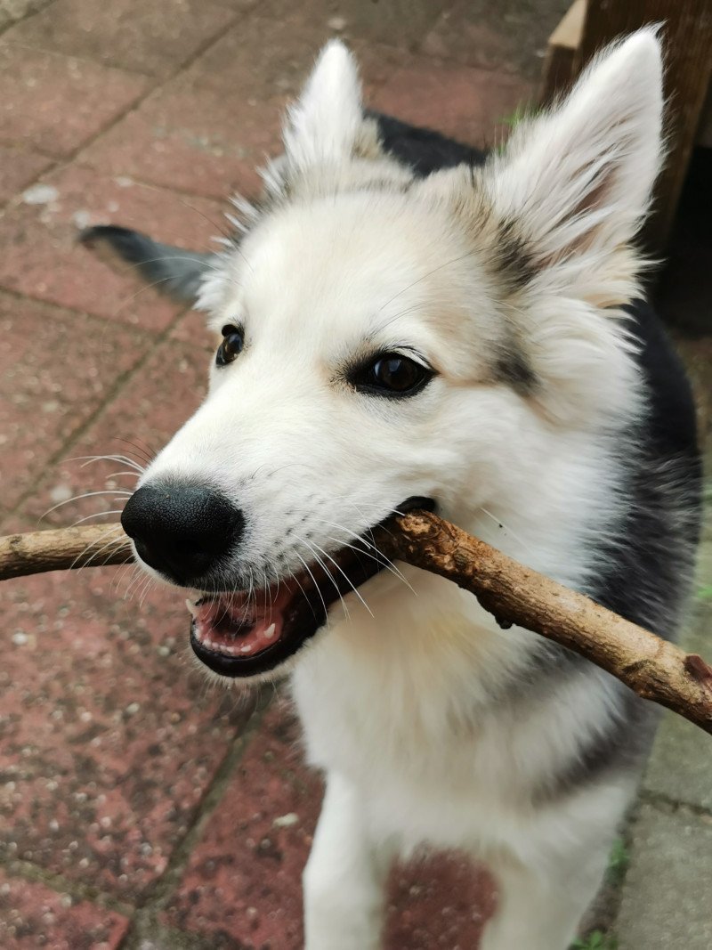 Kruising herder/husky zoekt forever home