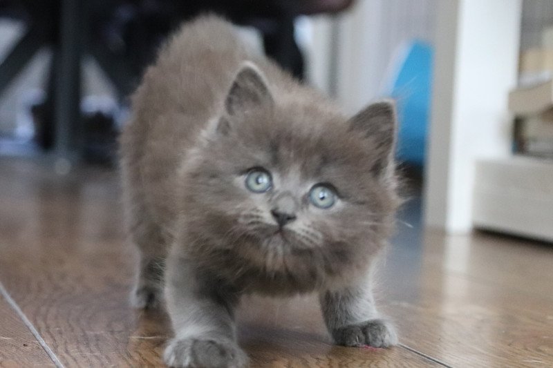 Ragdoll kittens 2 katertjes 1 poesje