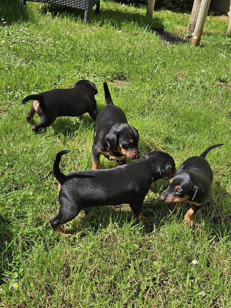 prachtige Duitse Pinscher puppies