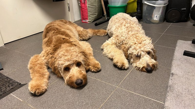 2 golden doodles - afbeelding 2