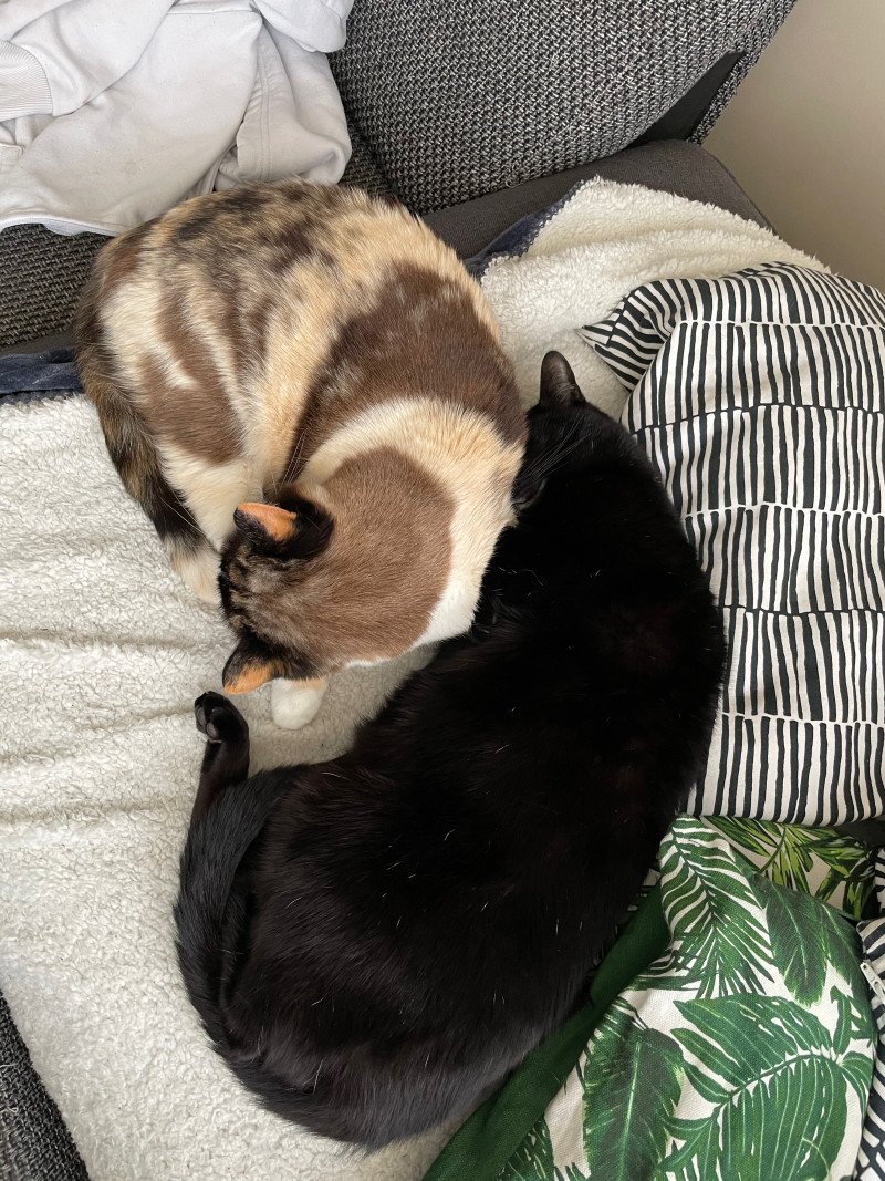 Twee lieve katten zoeken een nieuw, liefdevol plekje - afbeelding 5