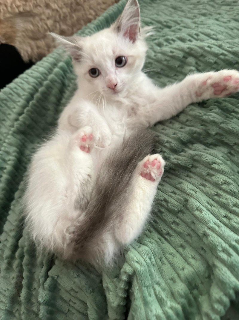 Ragdoll kittens