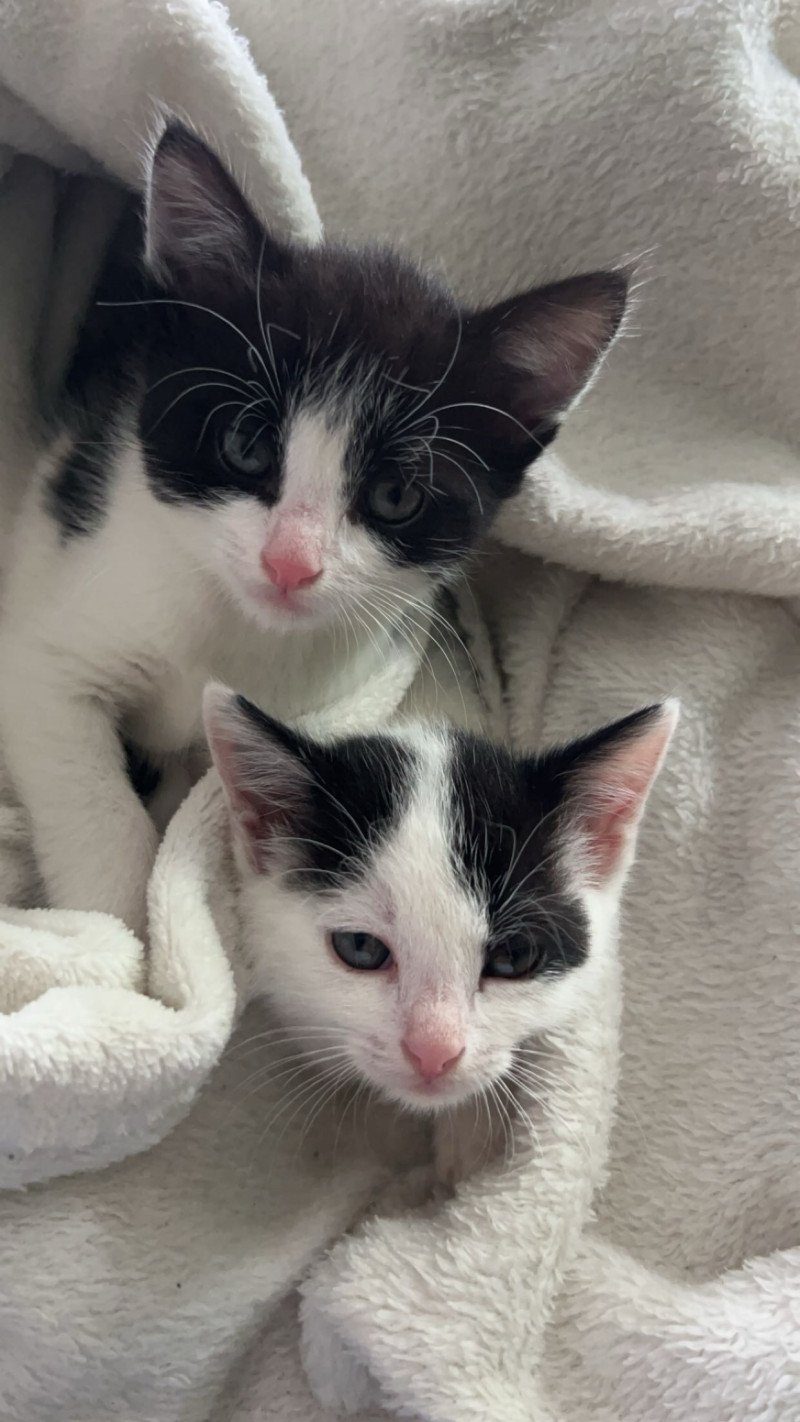 2 lieve kittens 6 maanden oud zie omschrijving