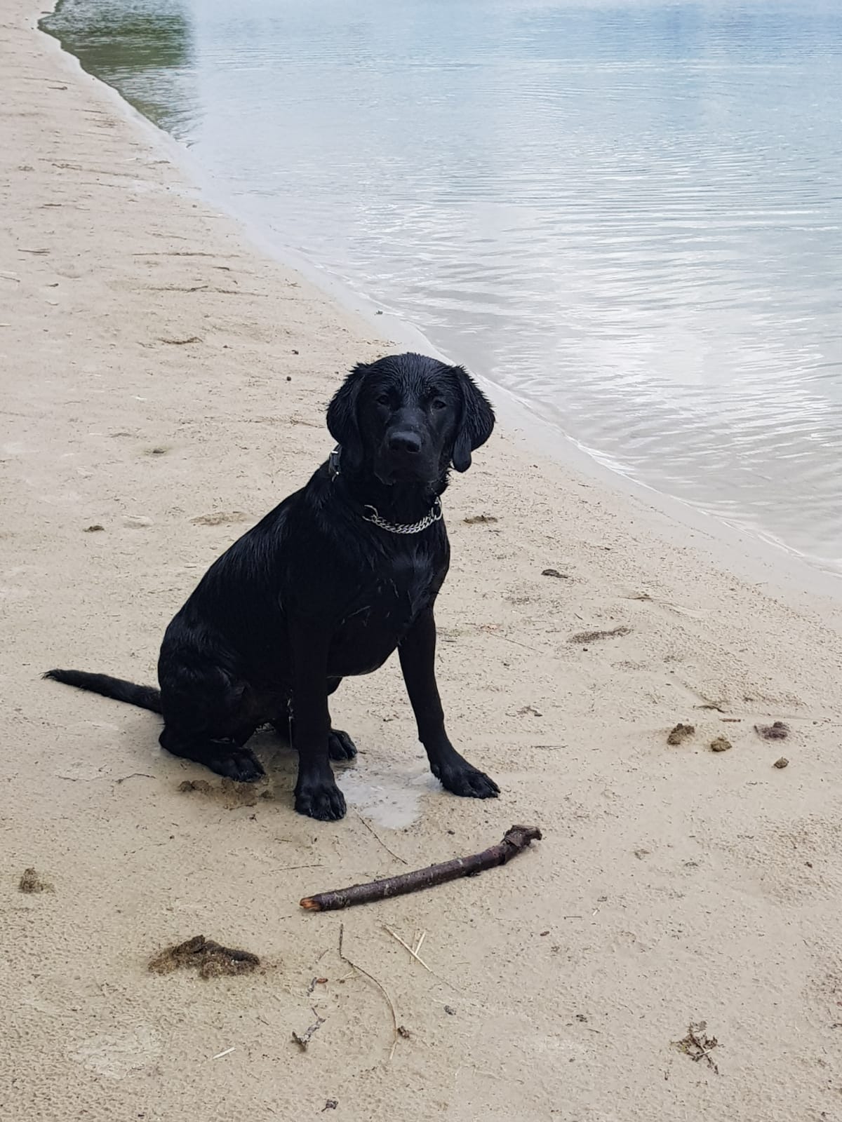 LABRADOR PUPS ENGELSE FIELD TRAIL LIJN