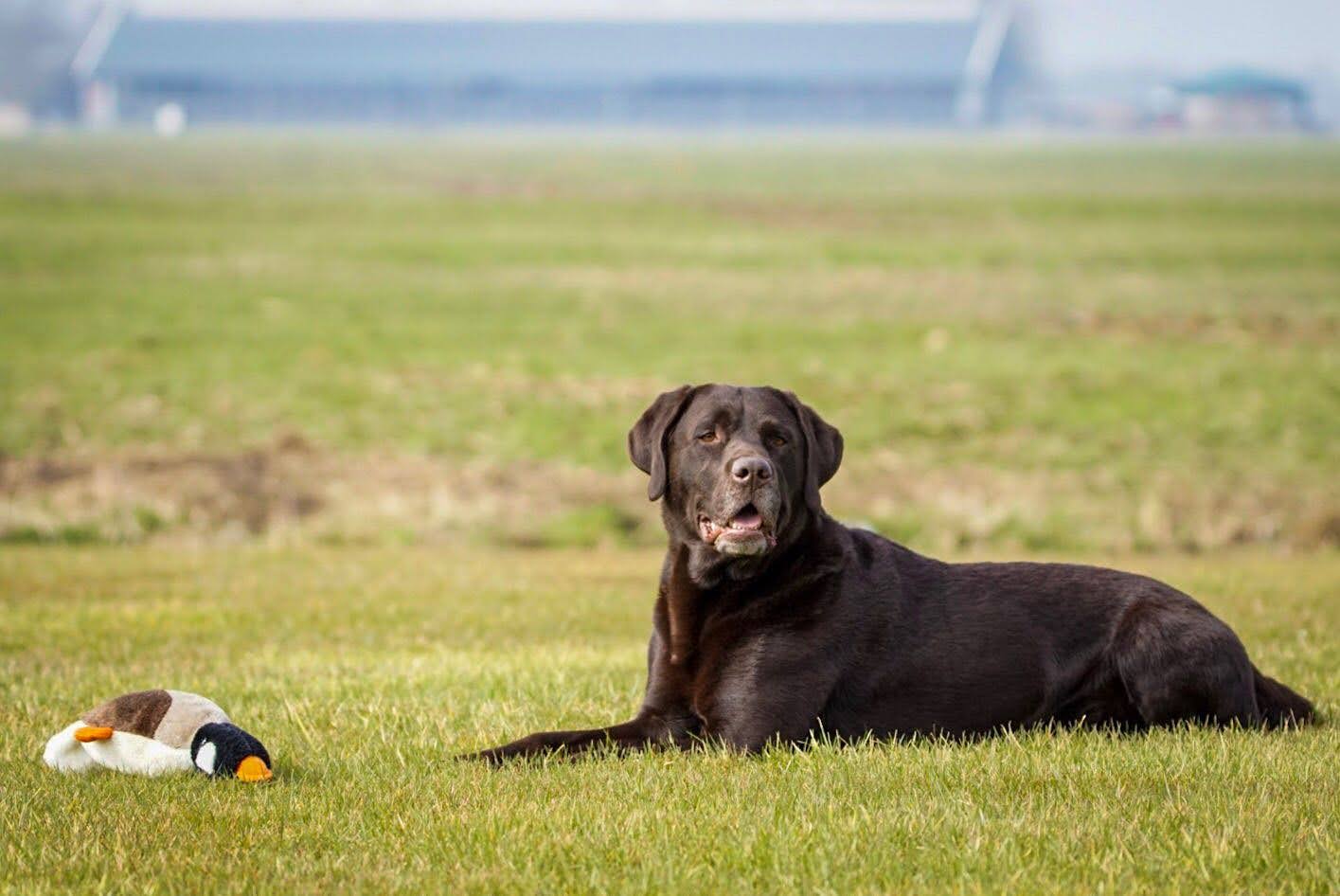 LABRADOR PUPS ENGELSE FIELD TRAIL LIJN