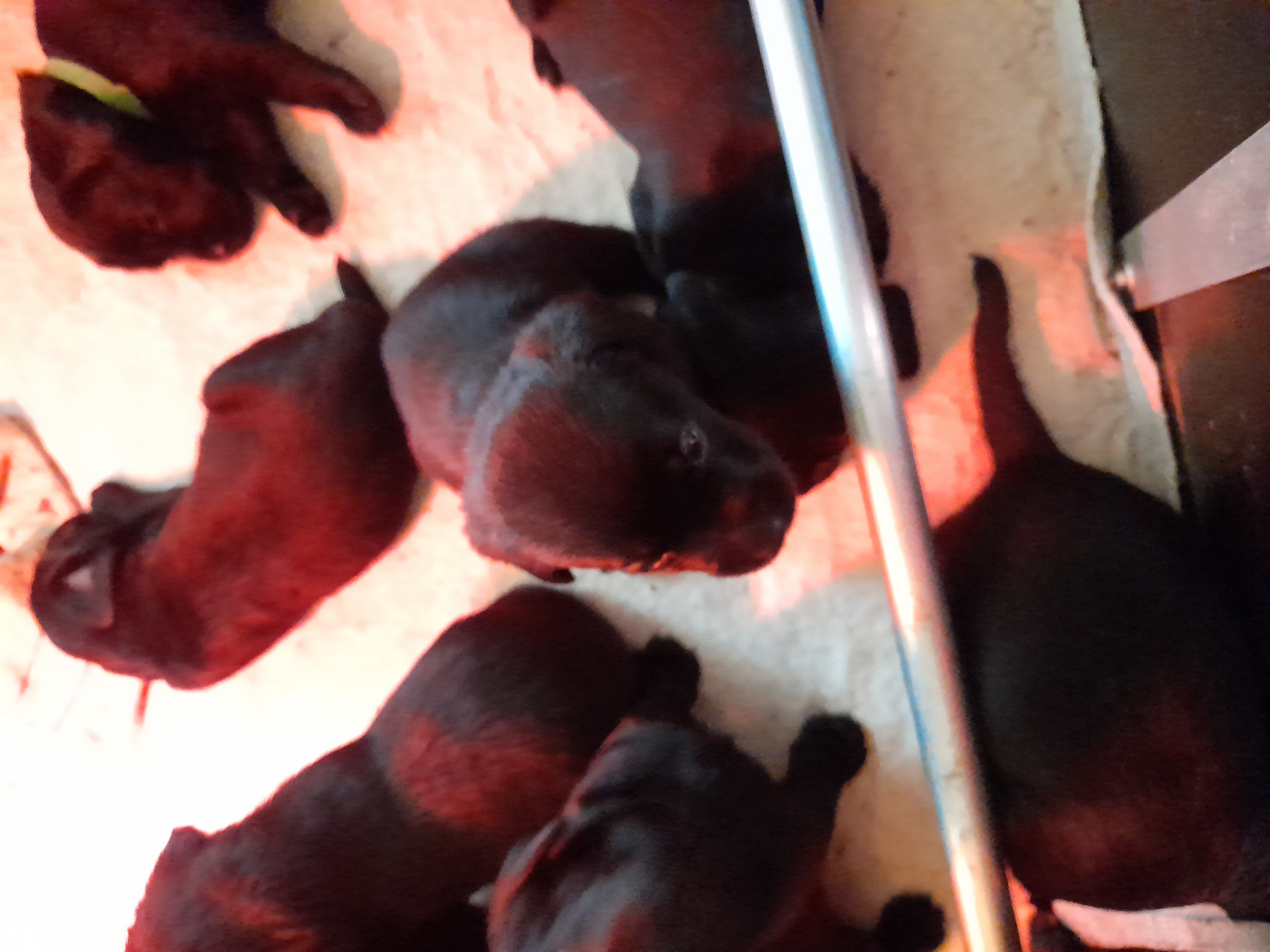 LABRADOR PUPS ENGELSE FIELD TRAIL LIJN