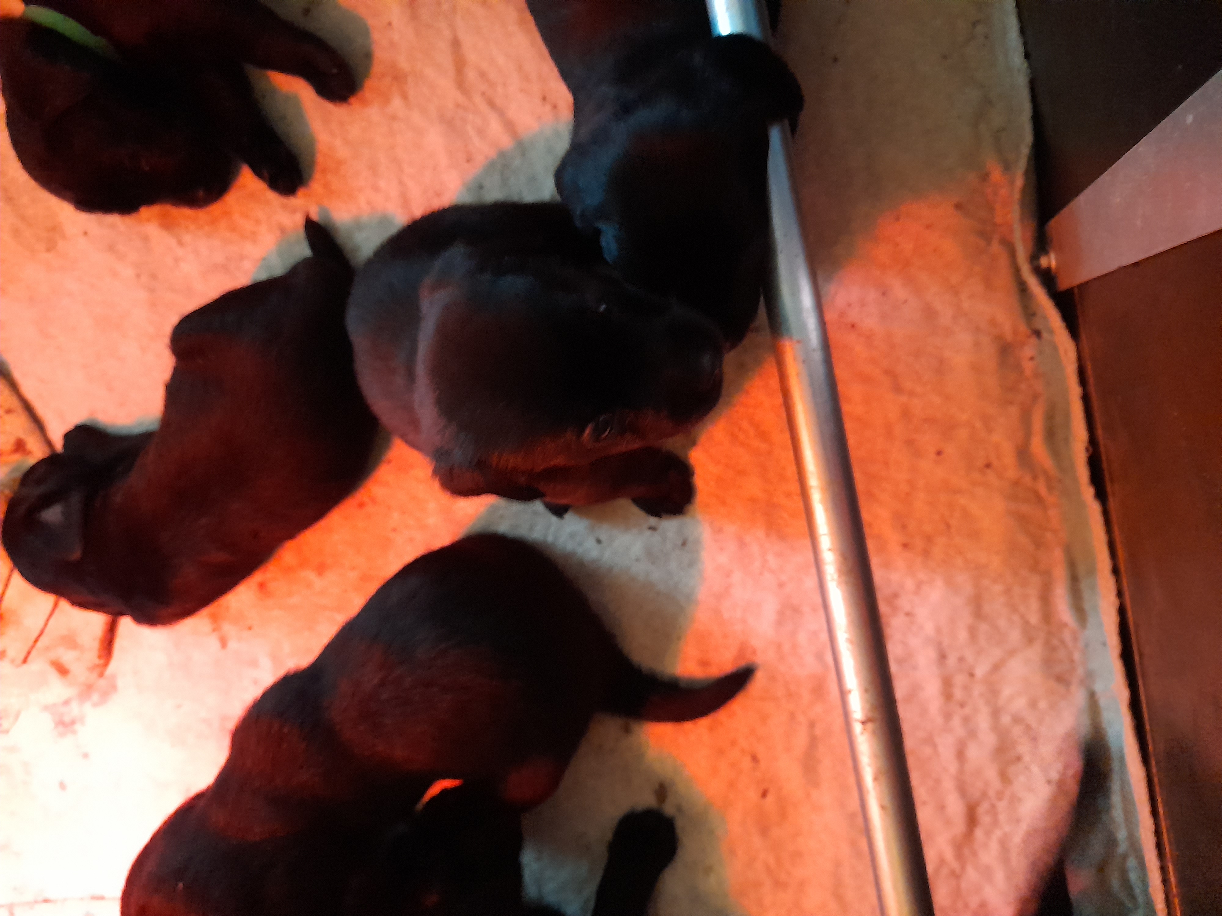 LABRADOR PUPS ENGELSE FIELD TRAIL LIJN