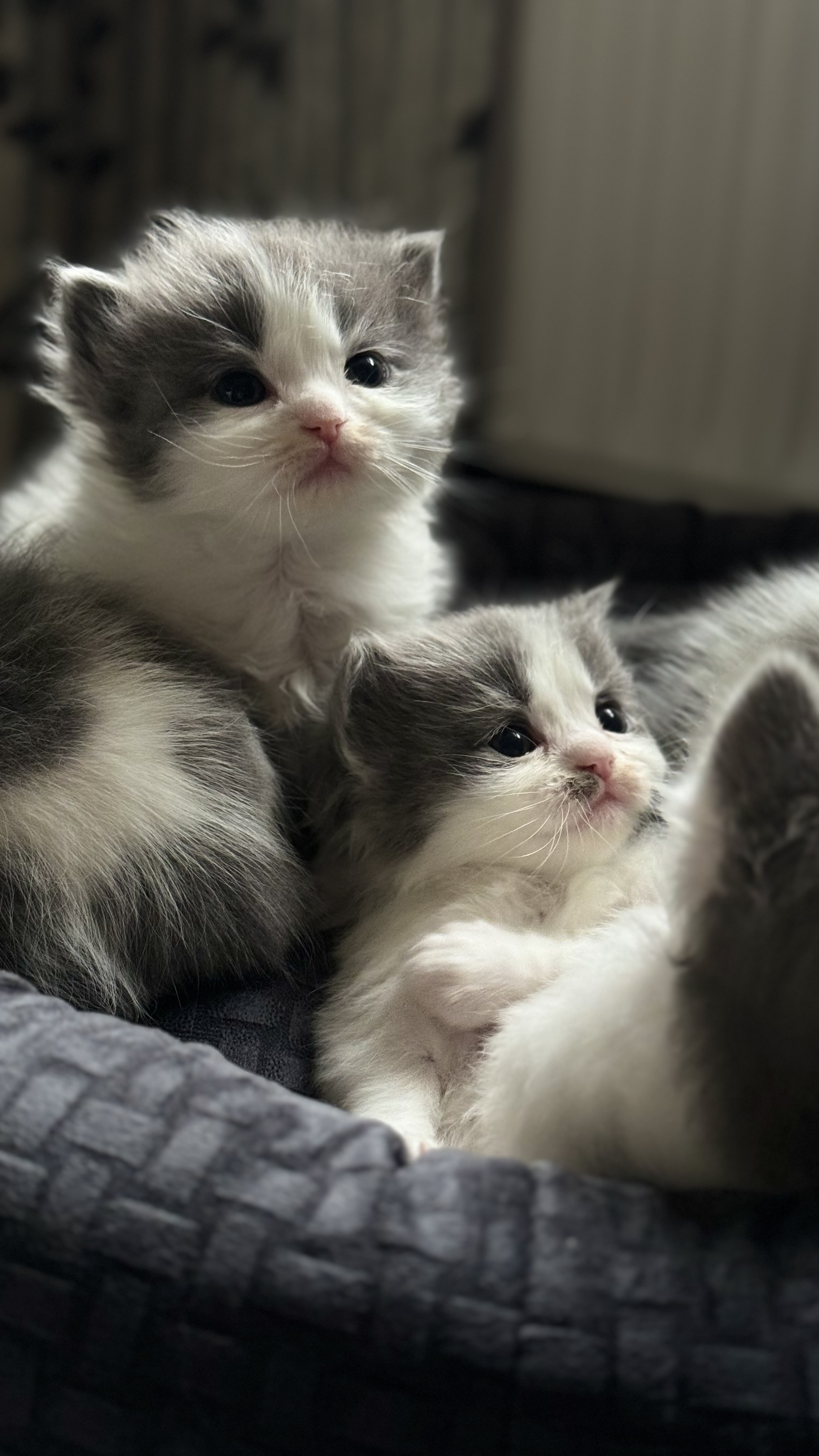 Britse korthaar kittens