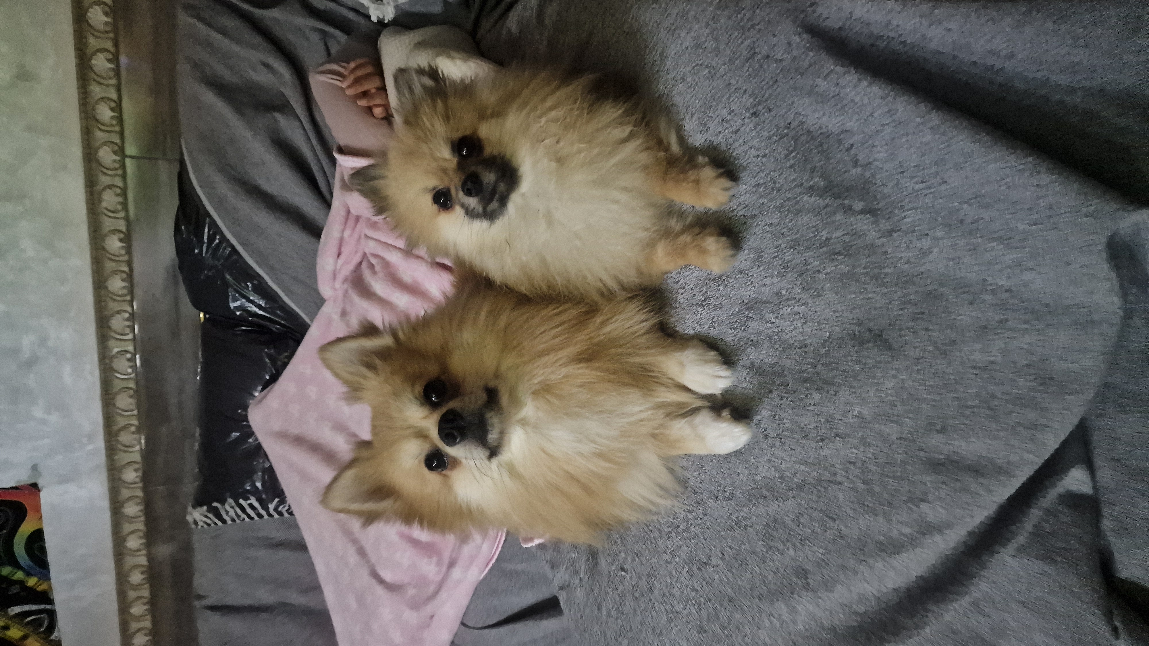 Pomeranian