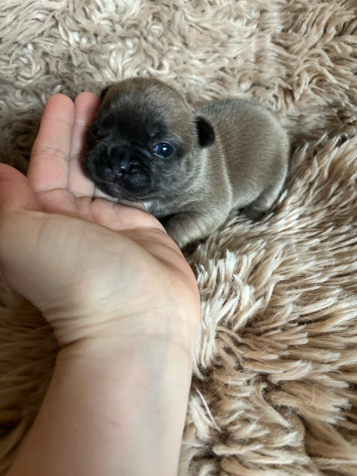 Franse bulldog pups