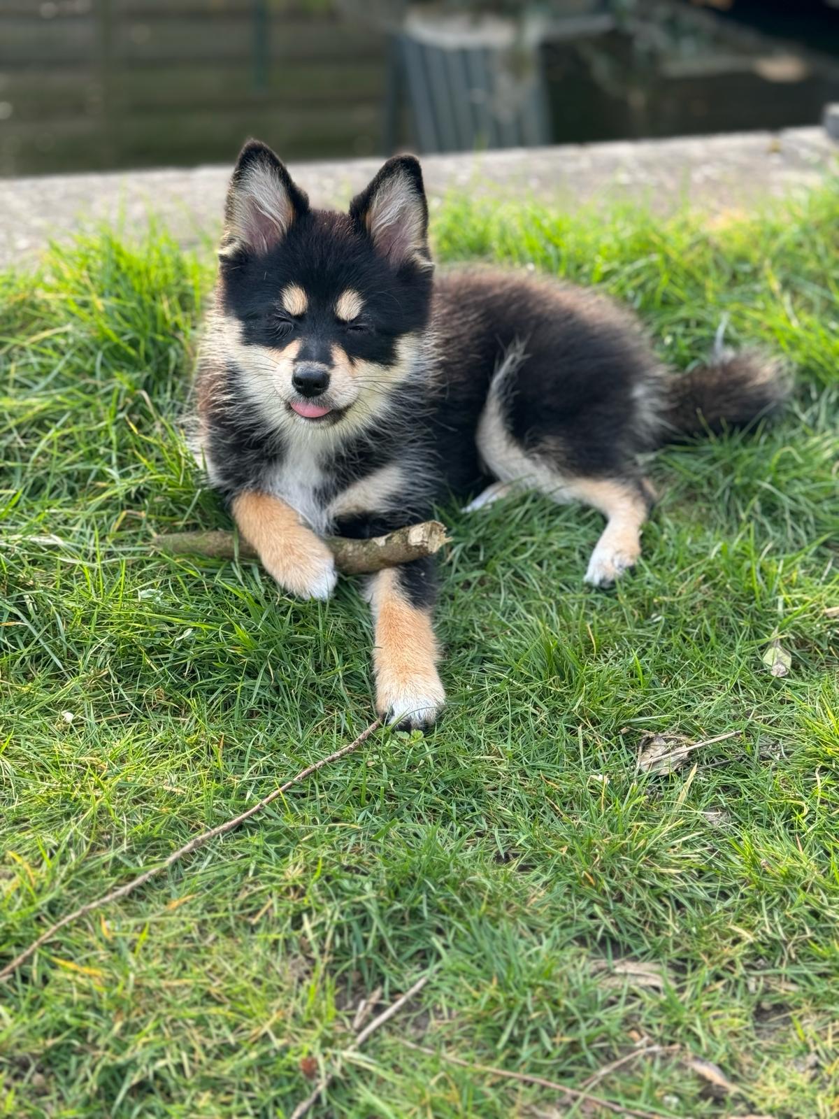 Pomsky pup