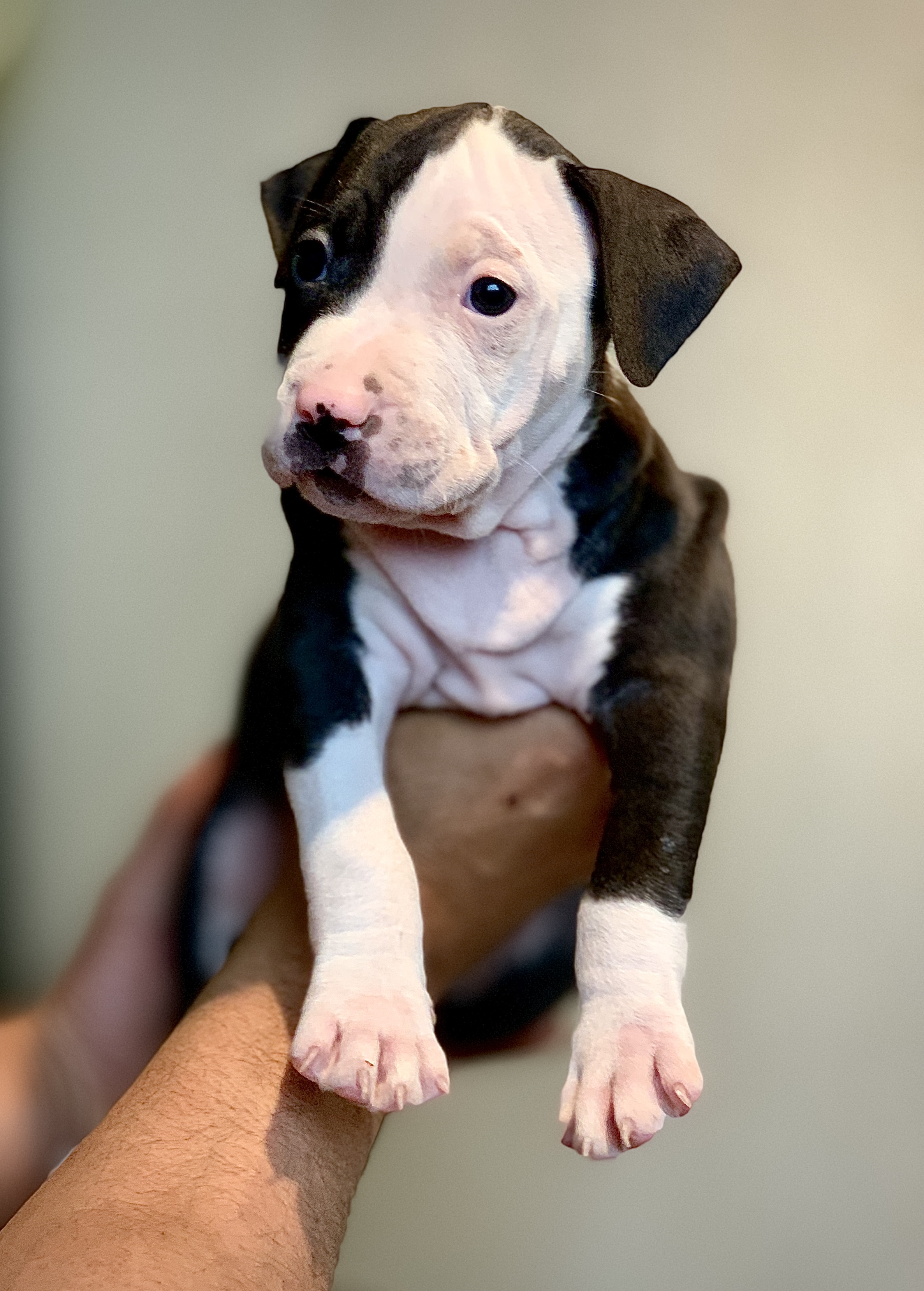 American bully xl pups