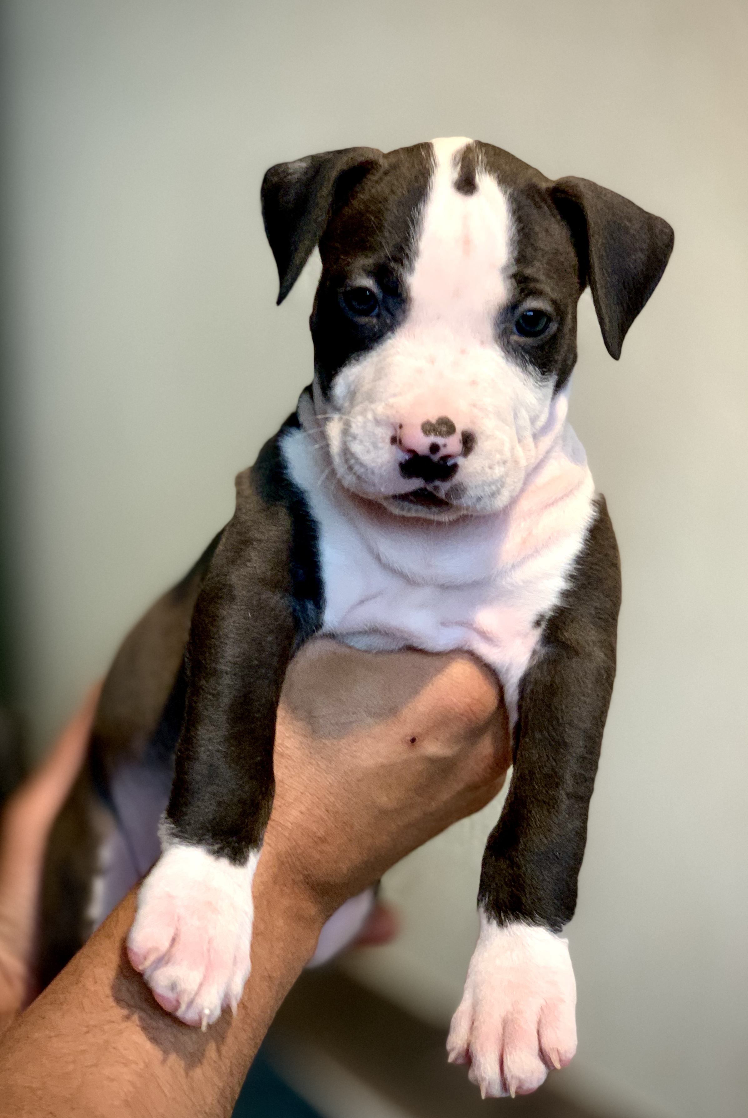 American bully xl pups