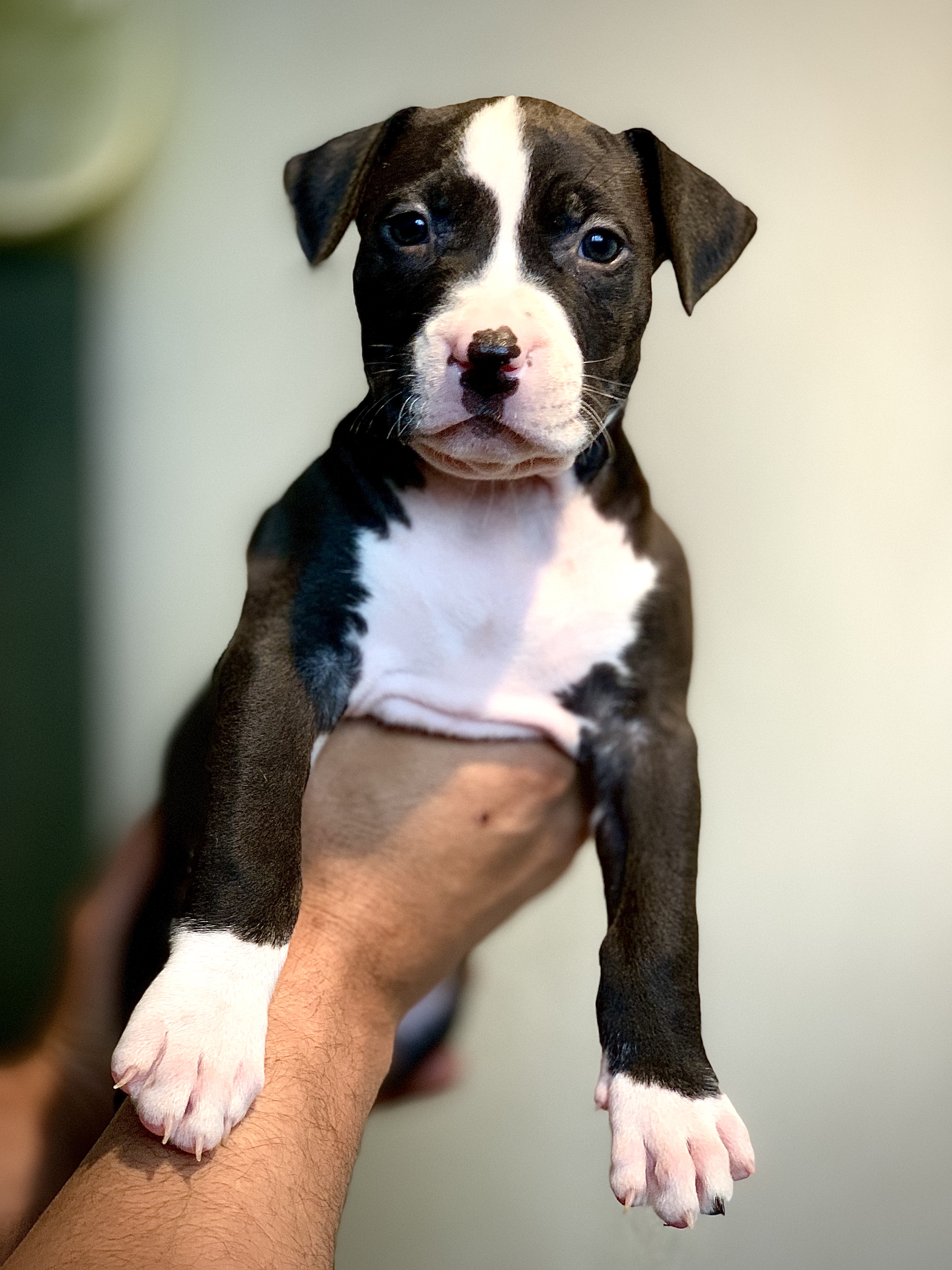 American bully xl pups