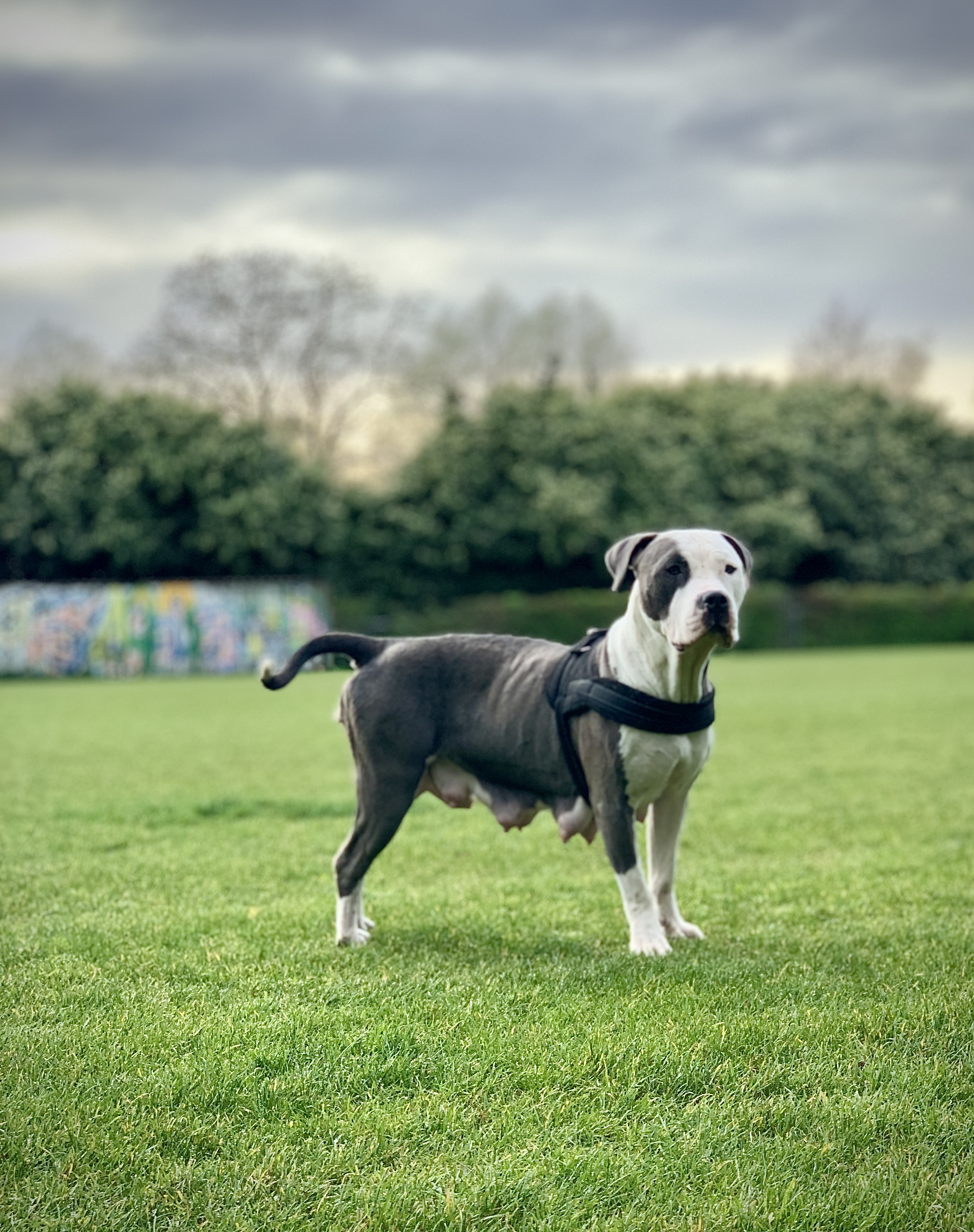 American bully xl pups