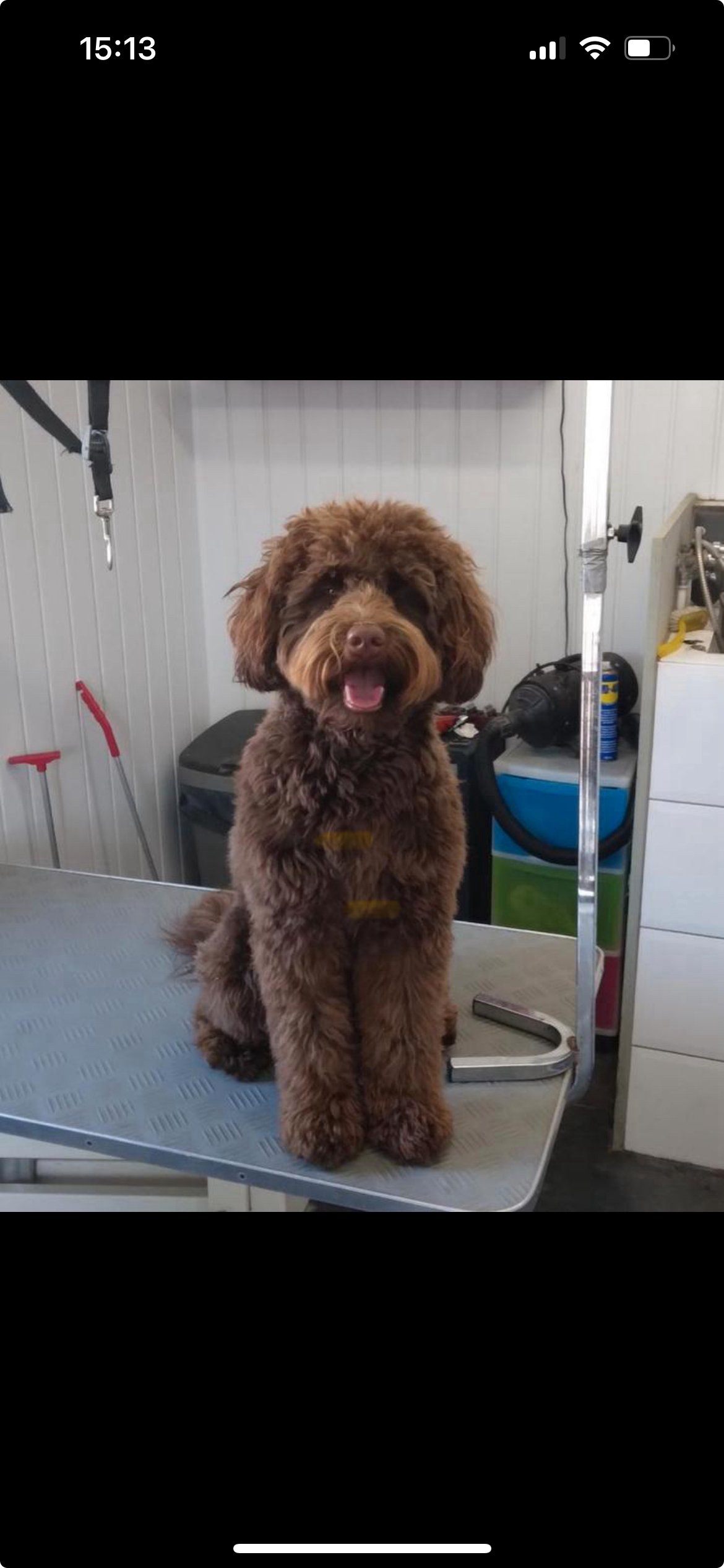 Chocolade bruine labradoodle pups