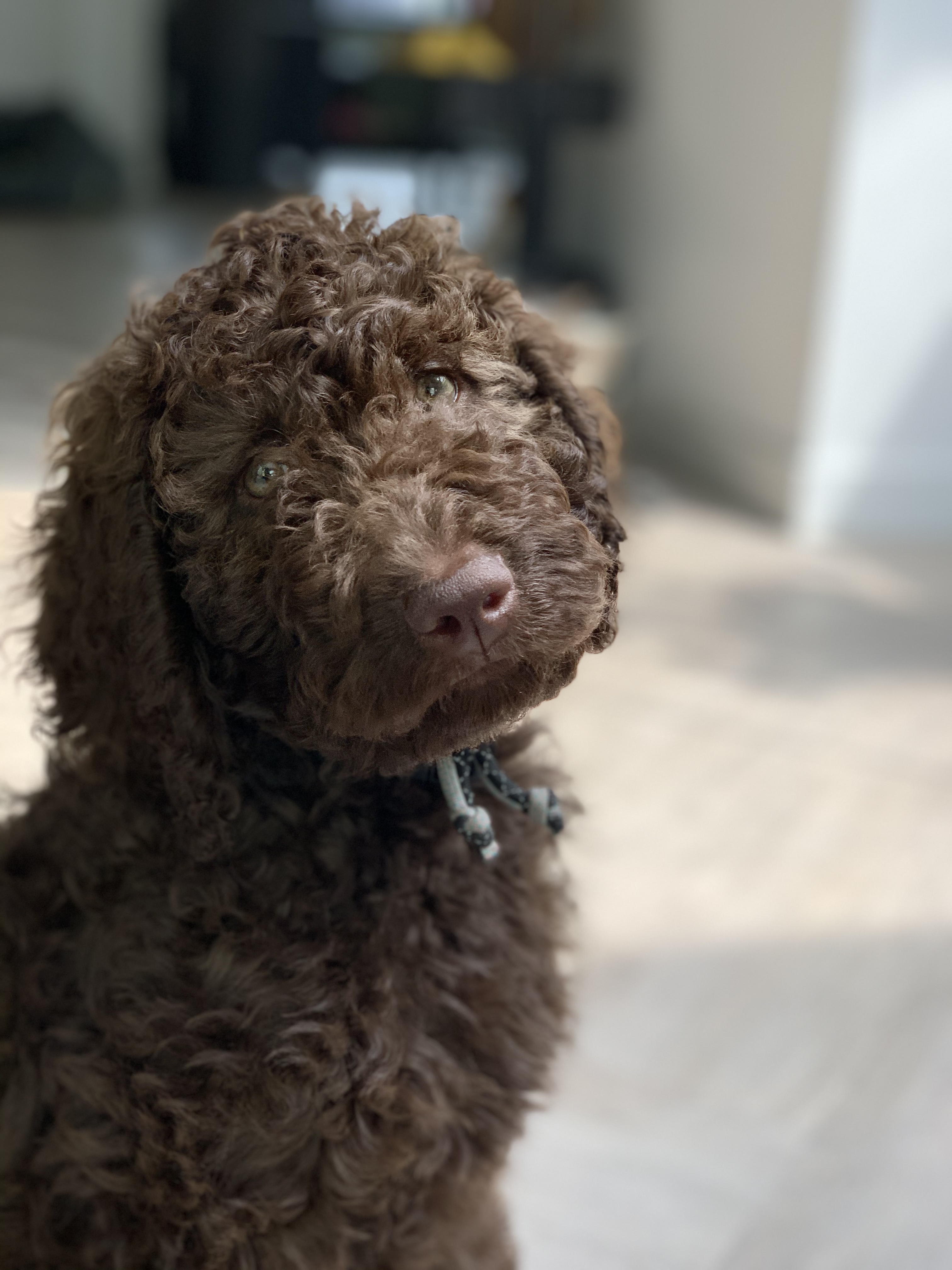 Chocolade bruine labradoodle pups