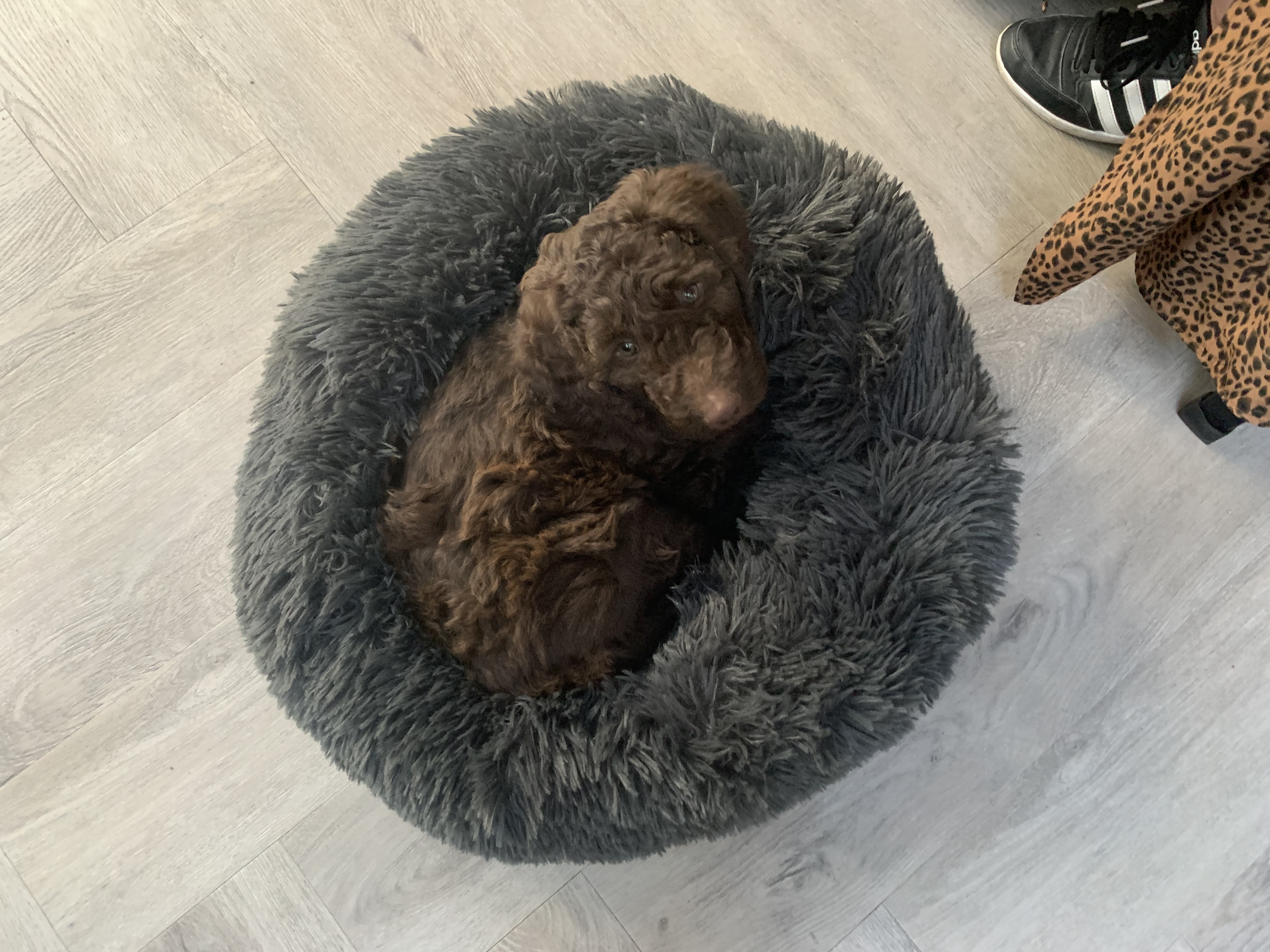 Chocolade bruine labradoodle pups