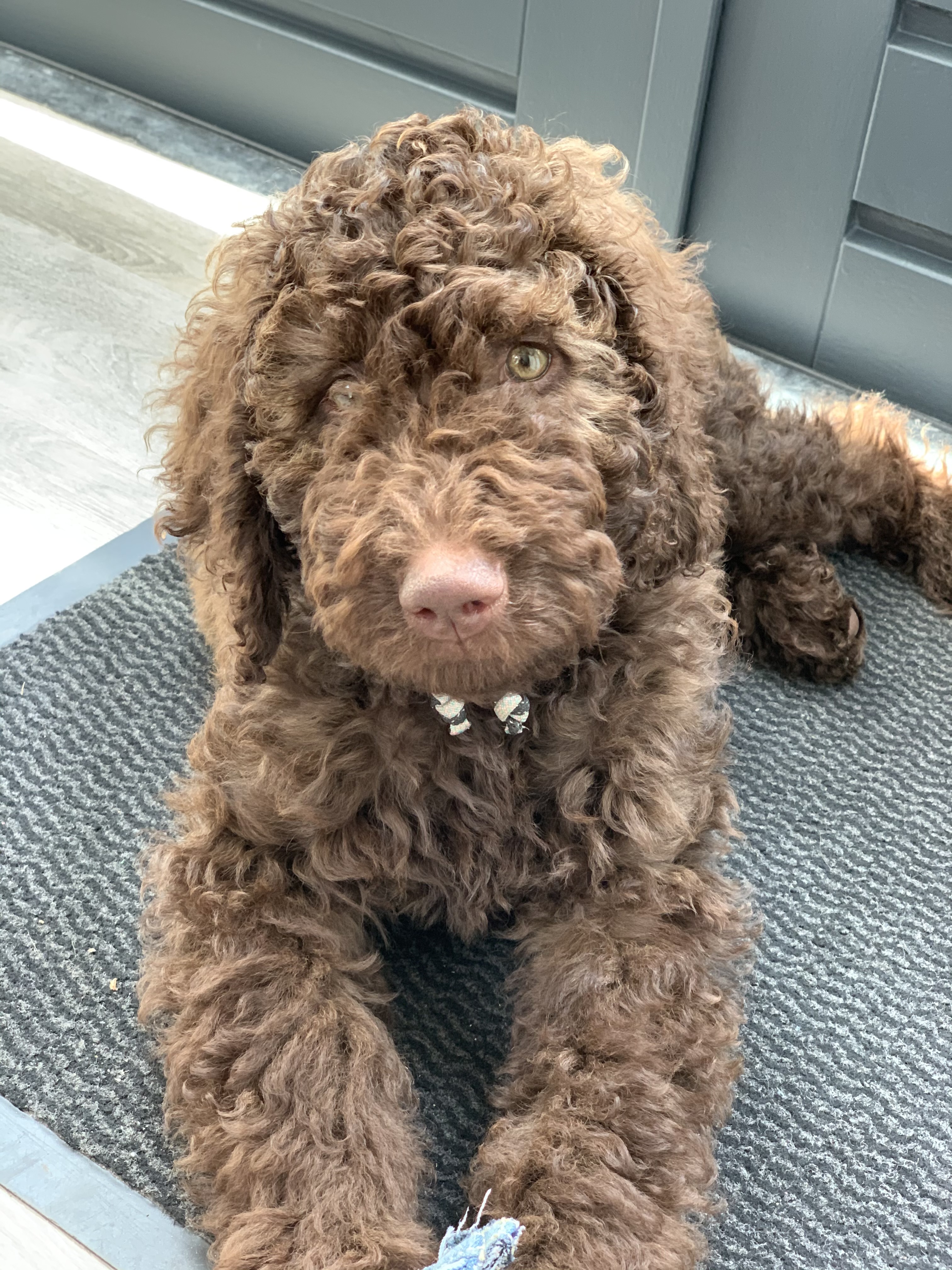 Chocolade bruine labradoodle pups