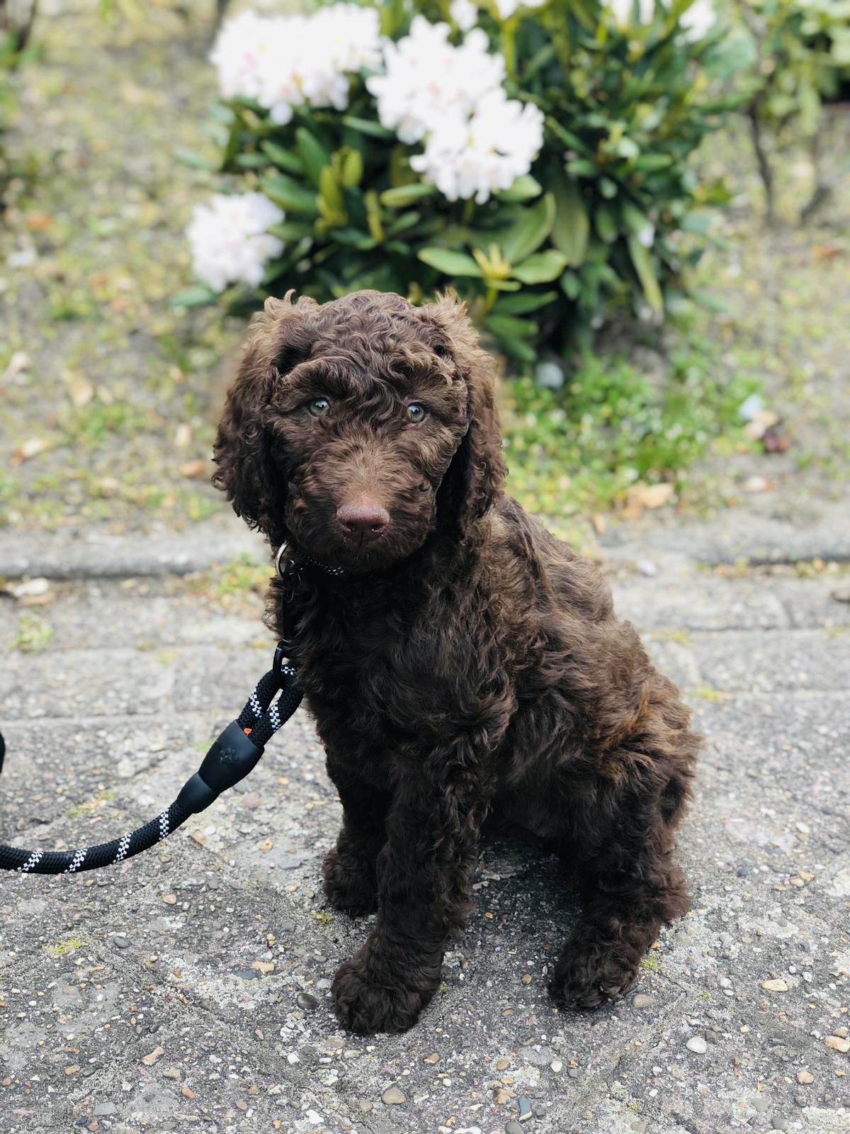 Chocolade bruine labradoodle pups