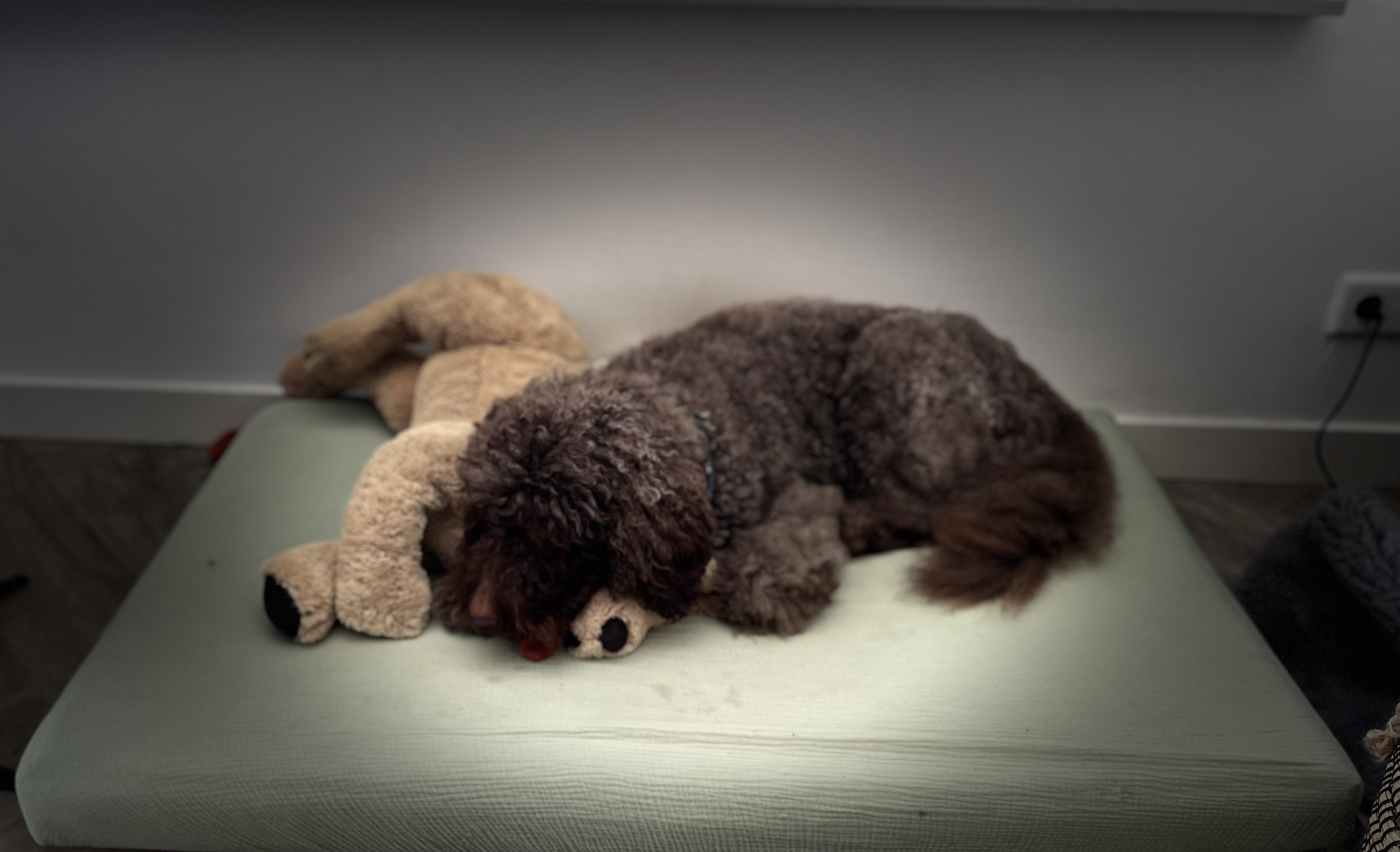 Chocolade bruine labradoodle pups