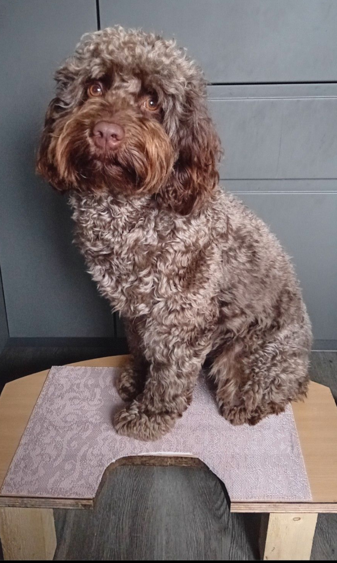 Chocolade bruine labradoodle pups