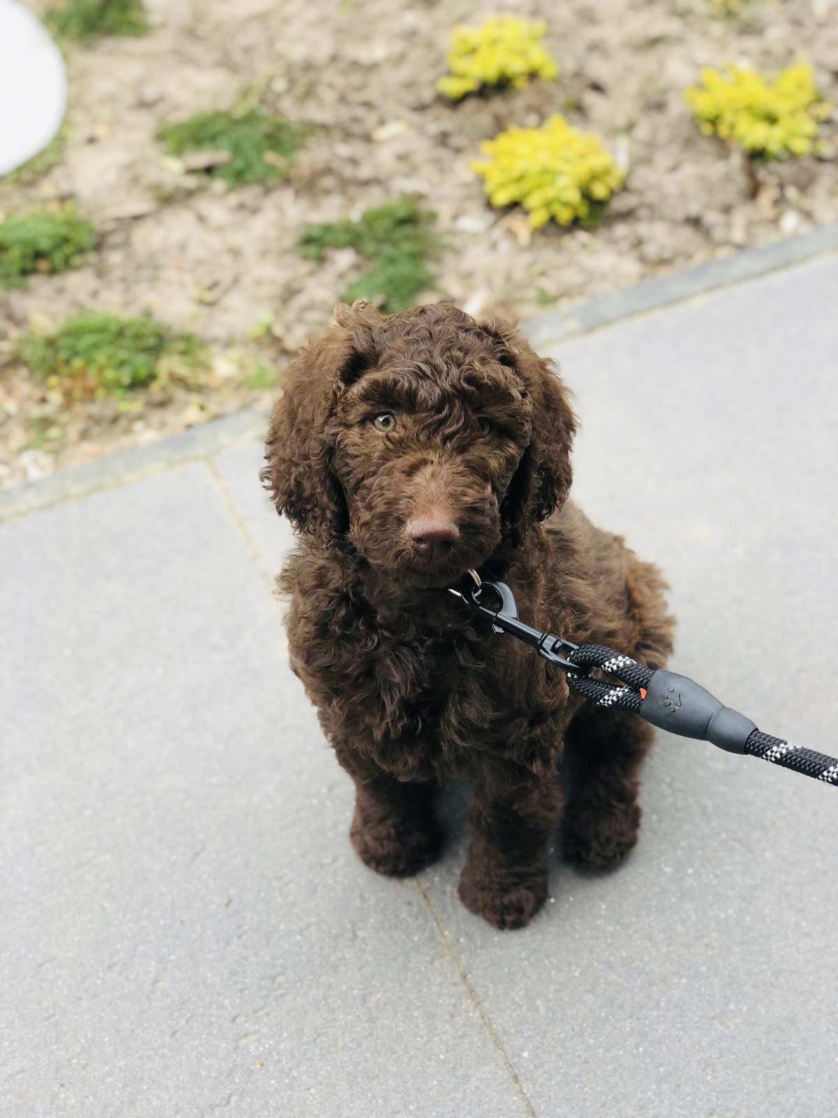 Chocolade bruine labradoodle pups