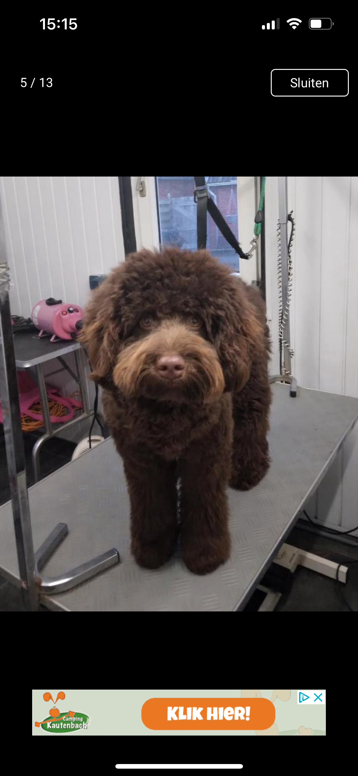 Chocolade bruine labradoodle pups