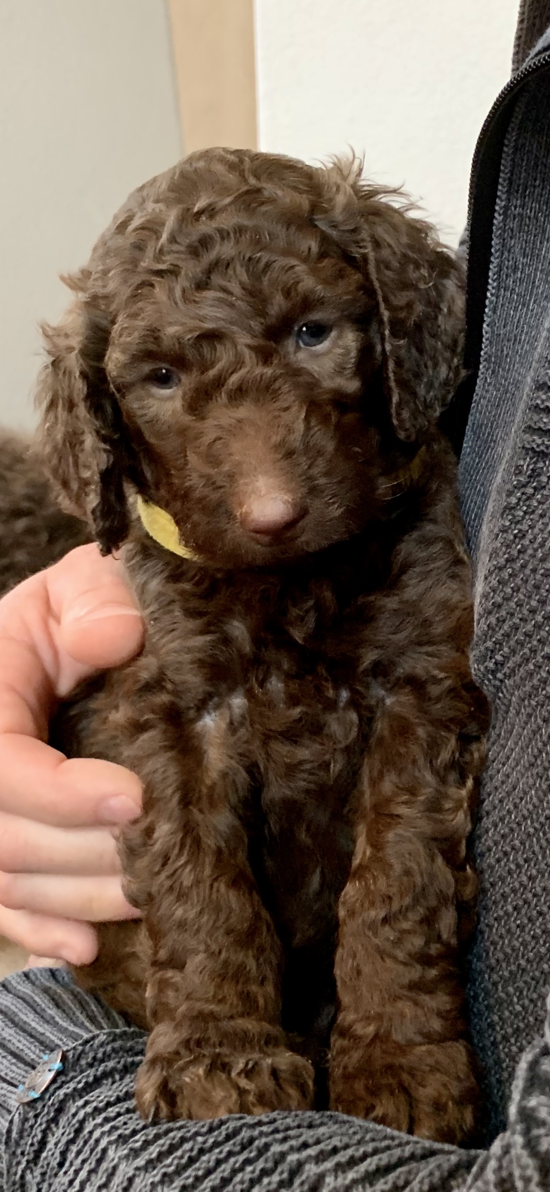 Chocolade bruine labradoodle pups