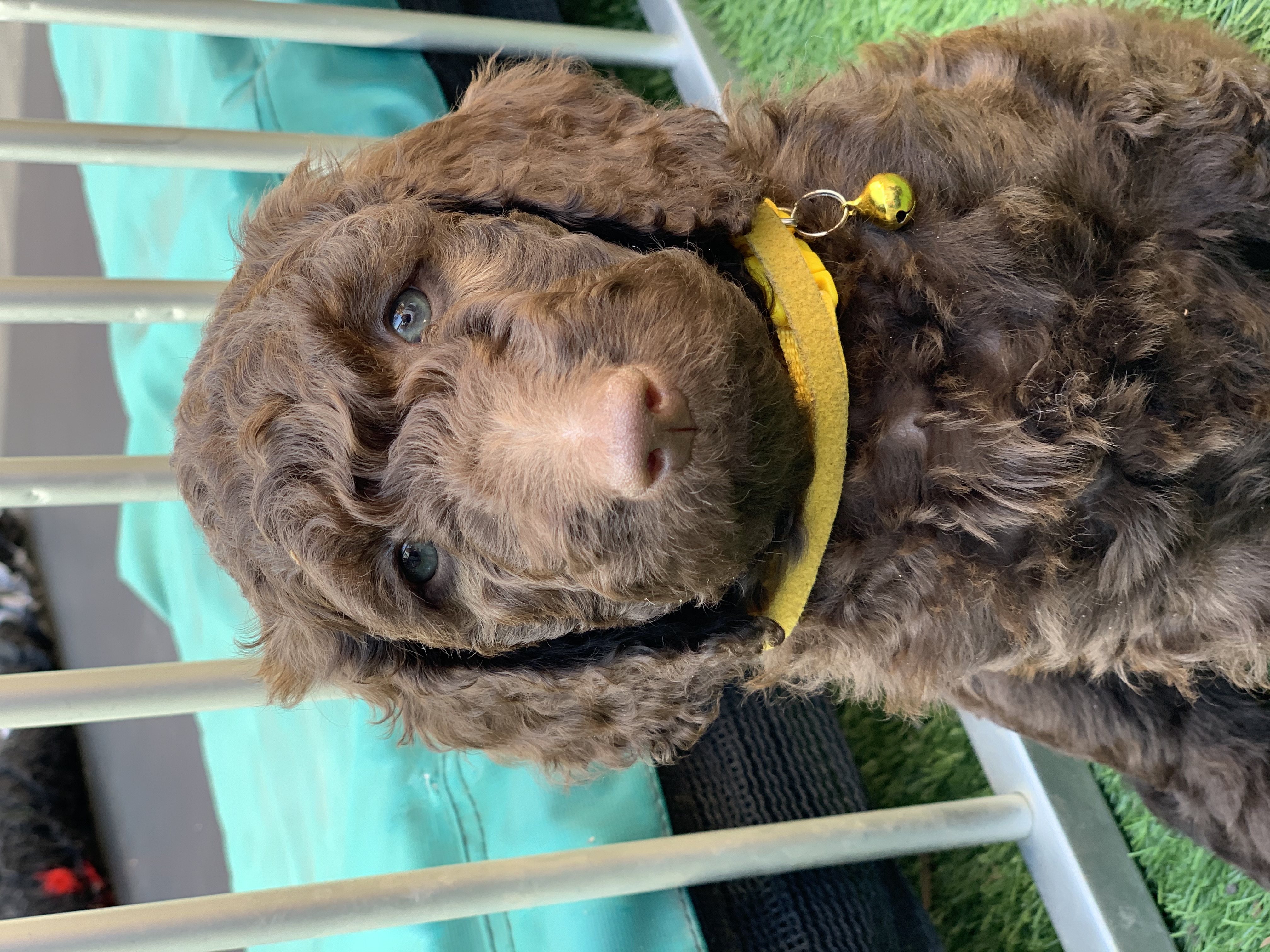 Chocolade bruine labradoodle pups