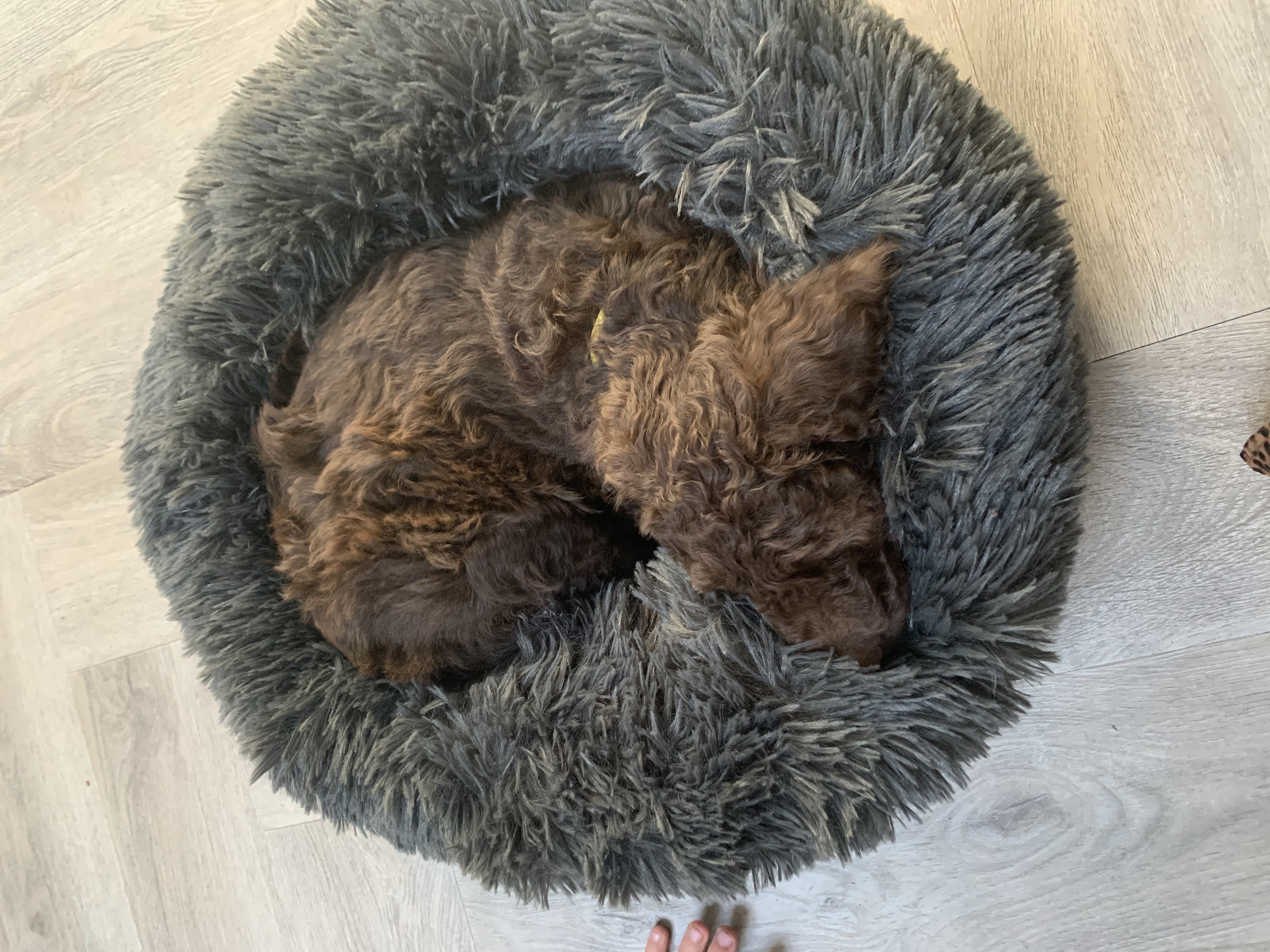 Chocolade bruine labradoodle pups