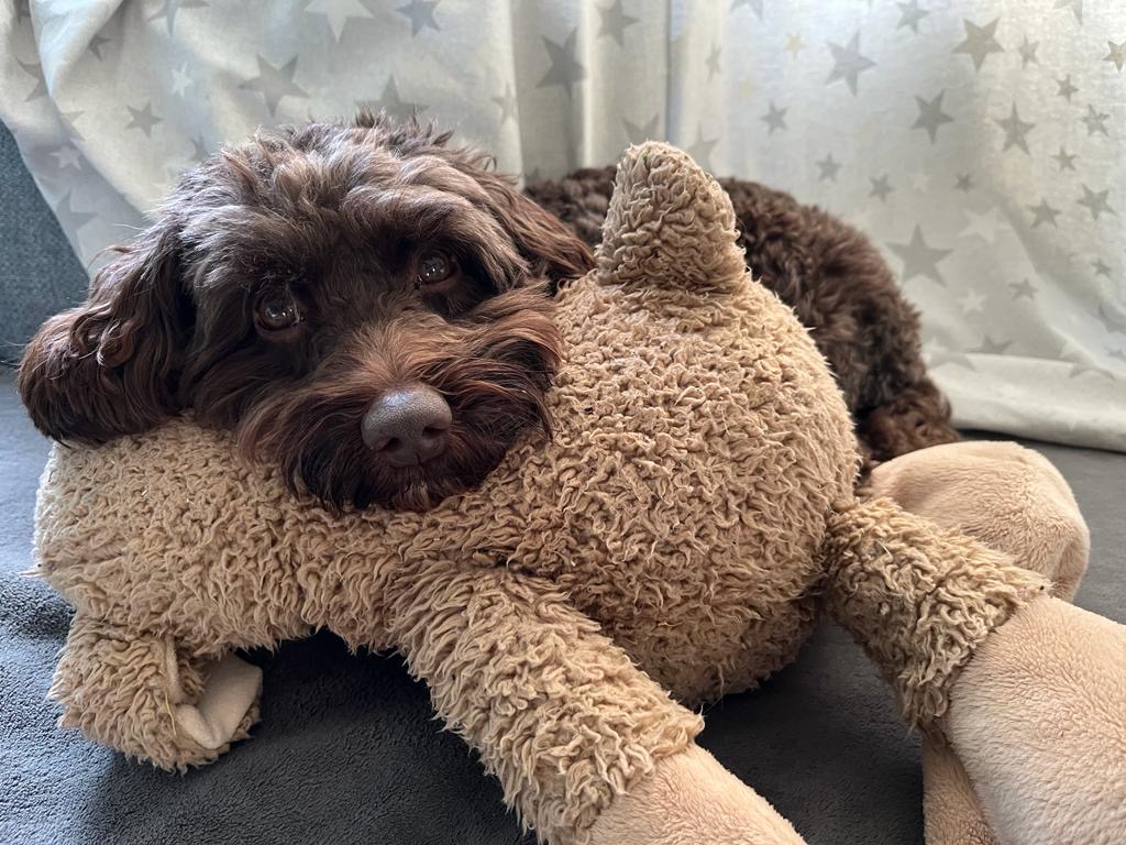 Lieve en zachtaardige mini labradoodle