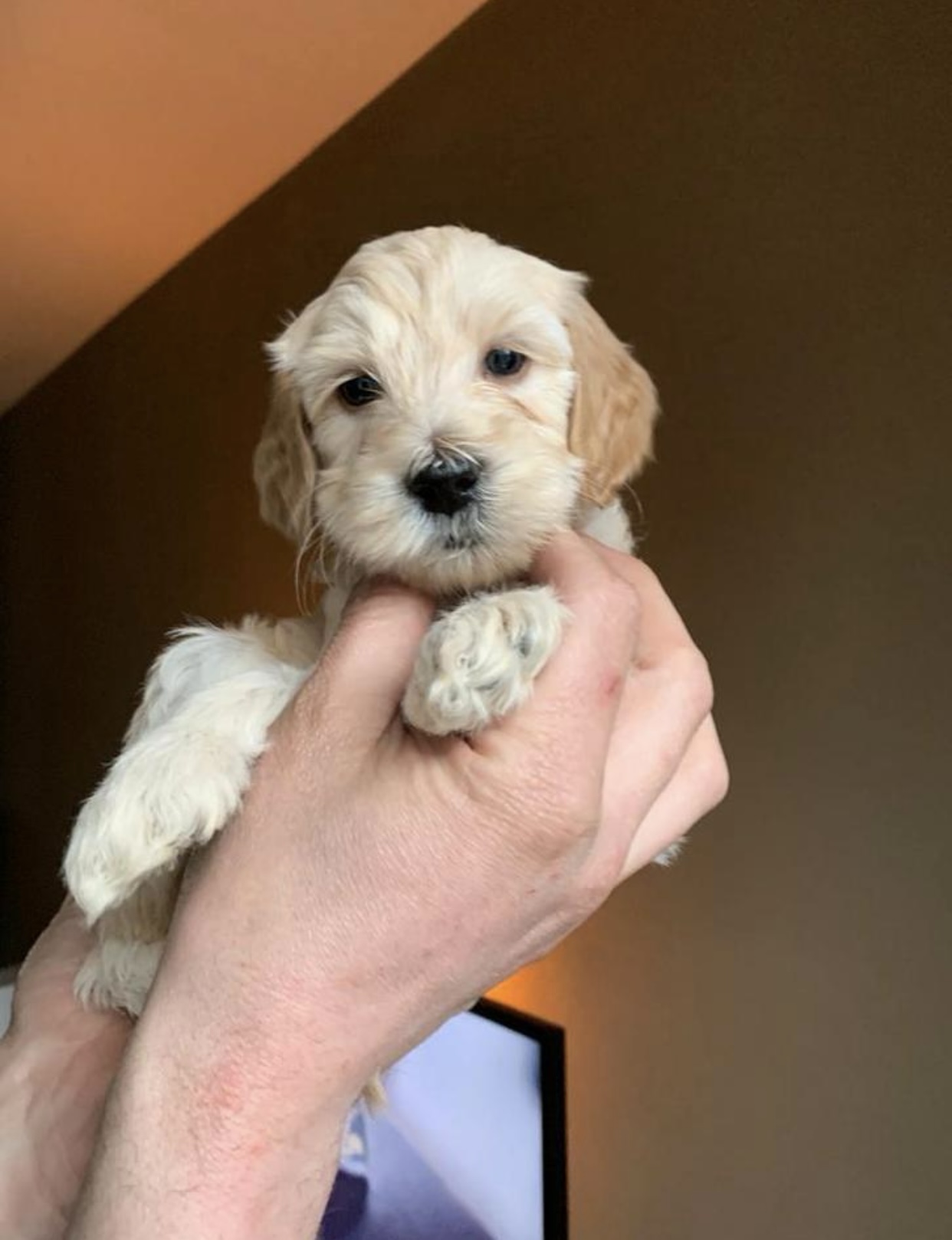 Australian labradoodle pups