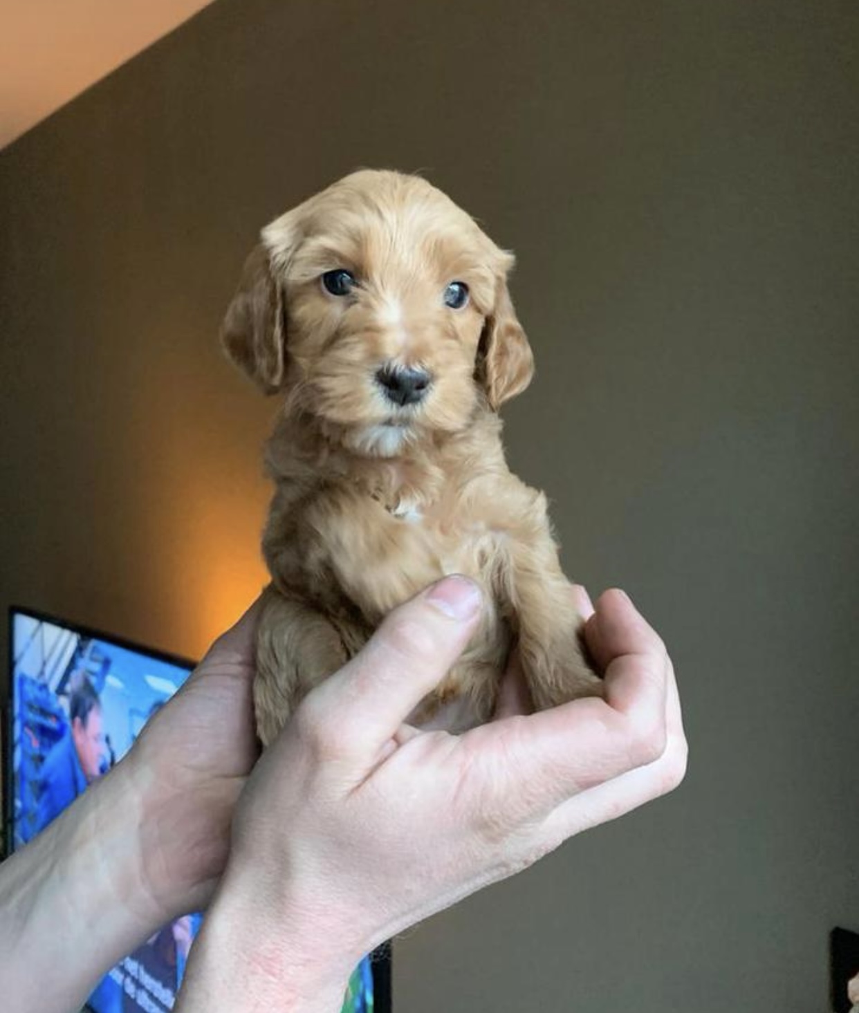 Australian labradoodle pups